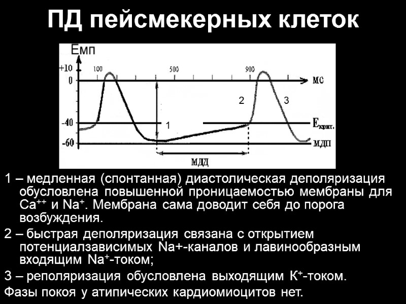 ПД пейсмекерных клеток 1 – медленная (спонтанная) диастолическая деполяризация обусловлена повышенной проницаемостью мембраны для